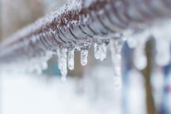 happy-dog-Frozen-pipe
